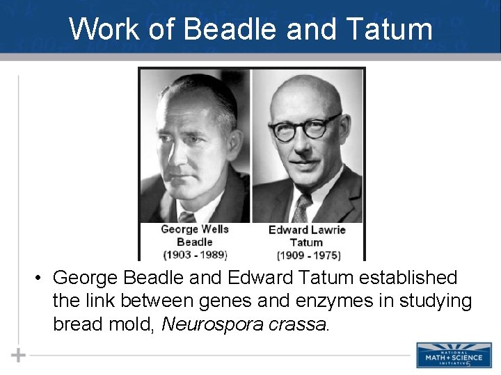 Work of Beadle and Tatum • George Beadle and Edward Tatum established the link