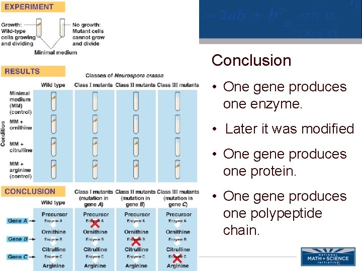 Conclusion • One gene produces one enzyme. • Later it was modified • One