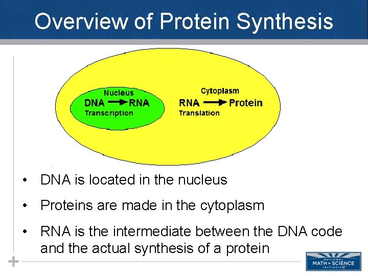 Overview of Protein Synthesis • DNA is located in the nucleus • Proteins are