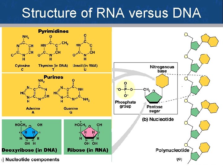Structure of RNA versus DNA 8 