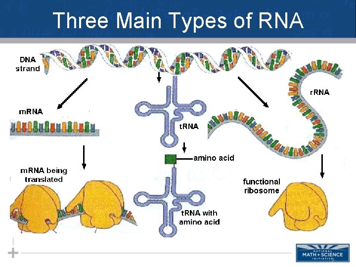Three Main Types of RNA 9 