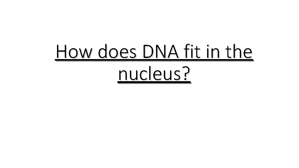 How does DNA fit in the nucleus? 