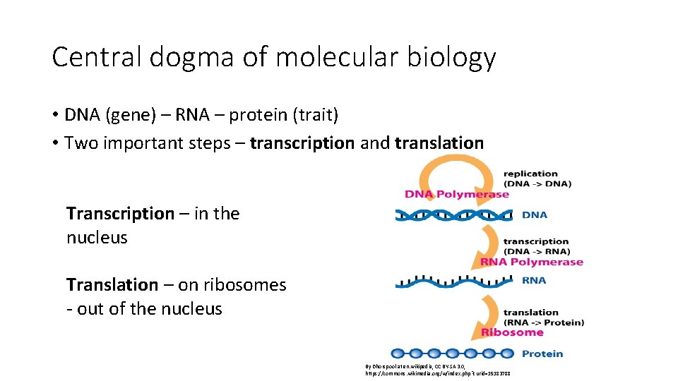 Central dogma of molecular biology • DNA (gene) – RNA – protein (trait) •