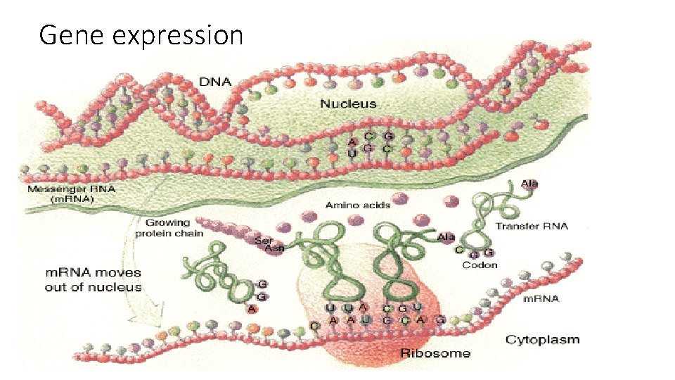 Gene expression 