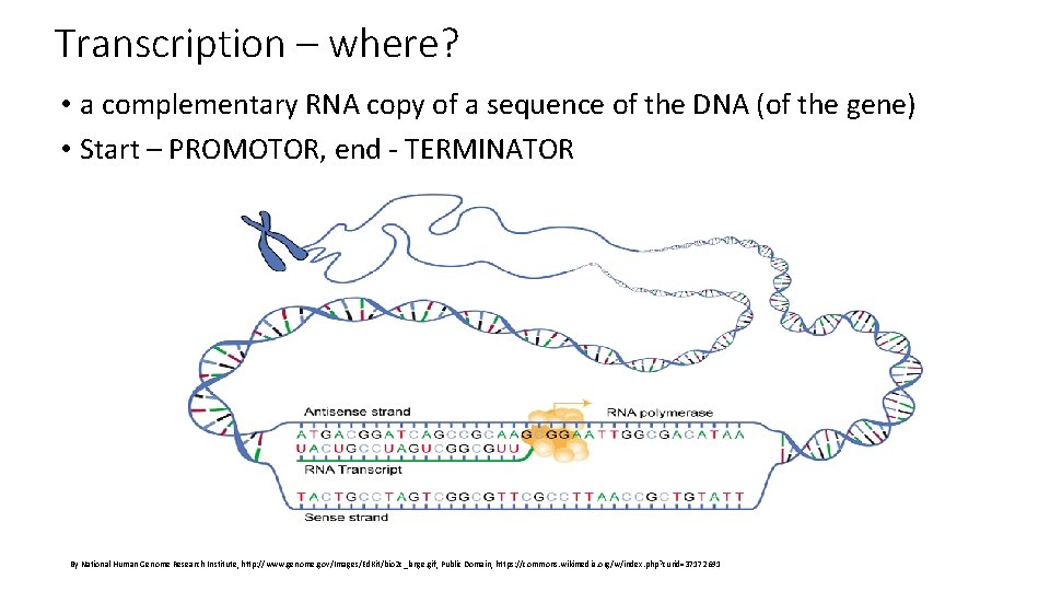 Transcription – where? • a complementary RNA copy of a sequence of the DNA