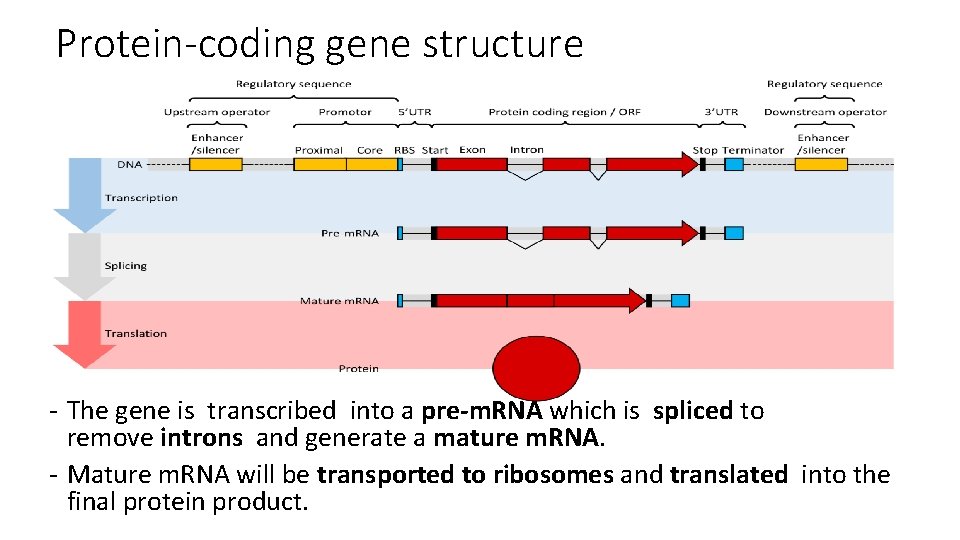 Protein-coding gene structure - The gene is transcribed into a pre-m. RNA which is