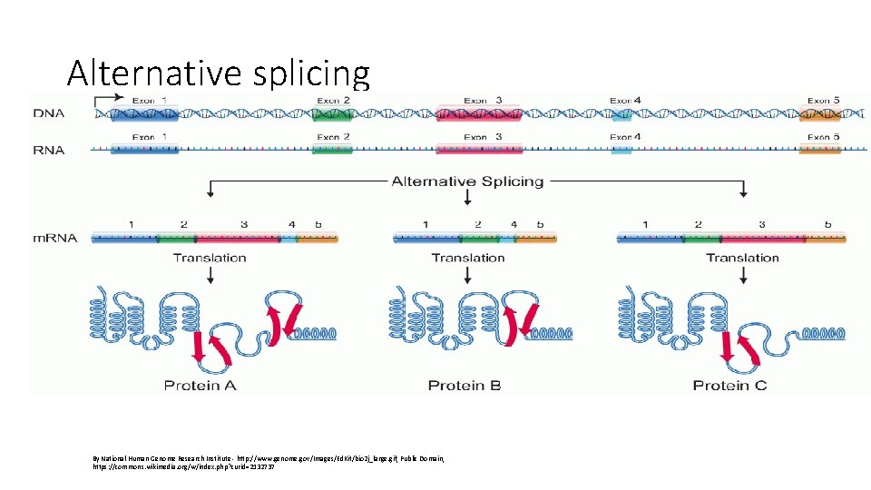 Alternative splicing By National Human Genome Research Institute - http: //www. genome. gov/Images/Ed. Kit/bio