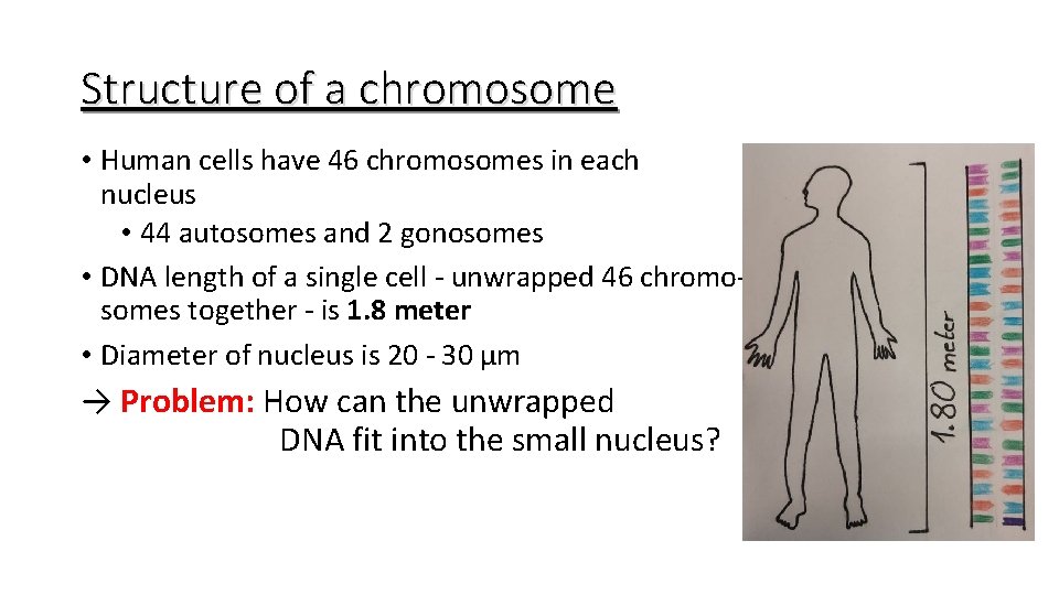 Structure of a chromosome • Human cells have 46 chromosomes in each nucleus •