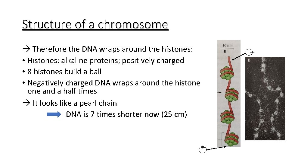 Structure of a chromosome → Therefore the DNA wraps around the histones: _ •