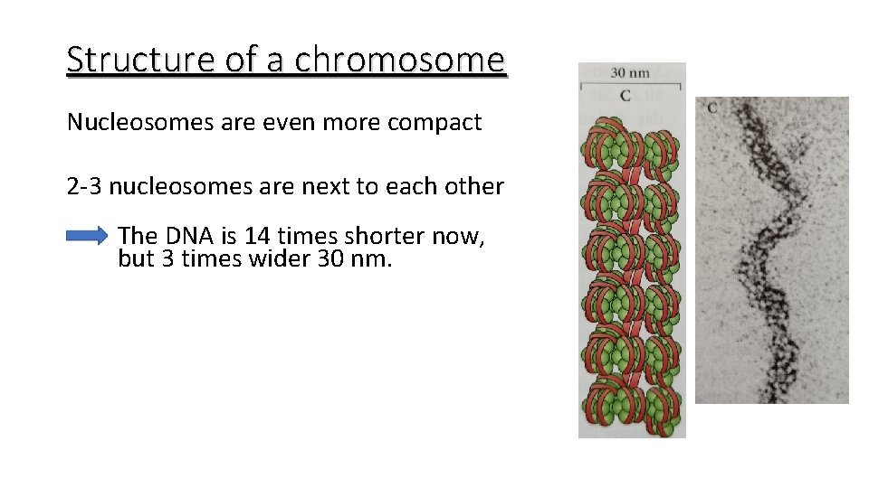 Structure of a chromosome Nucleosomes are even more compact 2 -3 nucleosomes are next