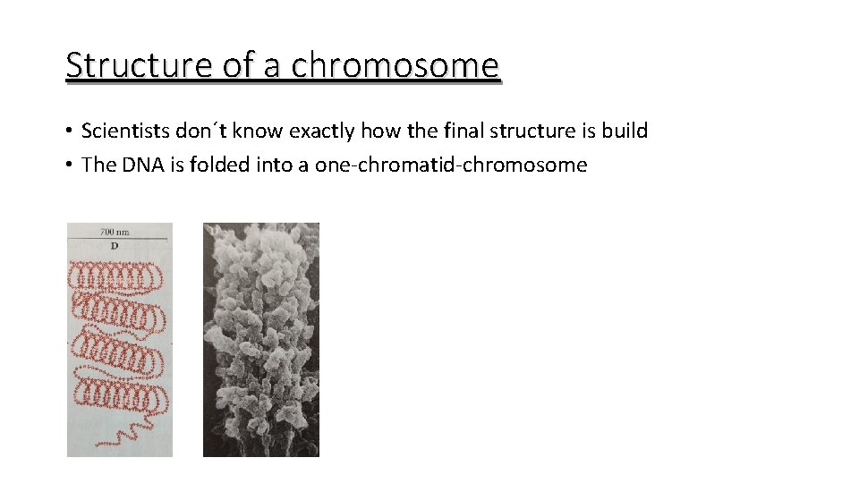 Structure of a chromosome • Scientists don´t know exactly how the final structure is