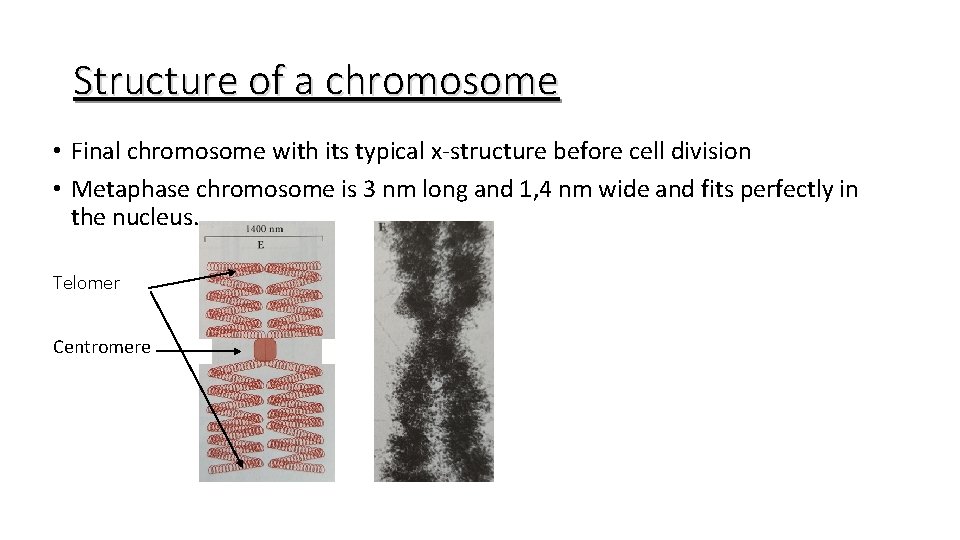 Structure of a chromosome • Final chromosome with its typical x-structure before cell division