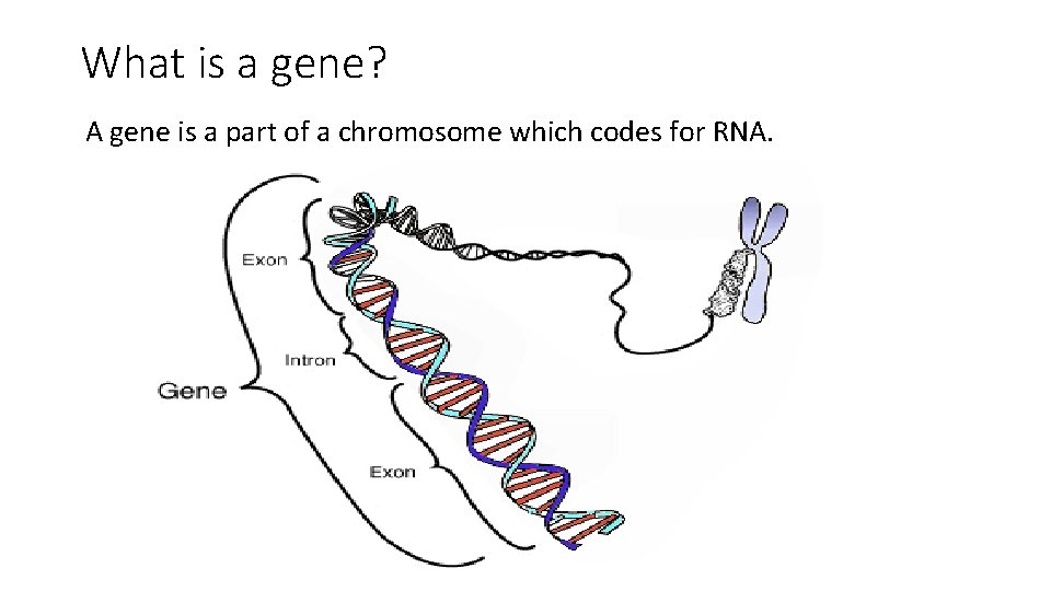 What is a gene? A gene is a part of a chromosome which codes