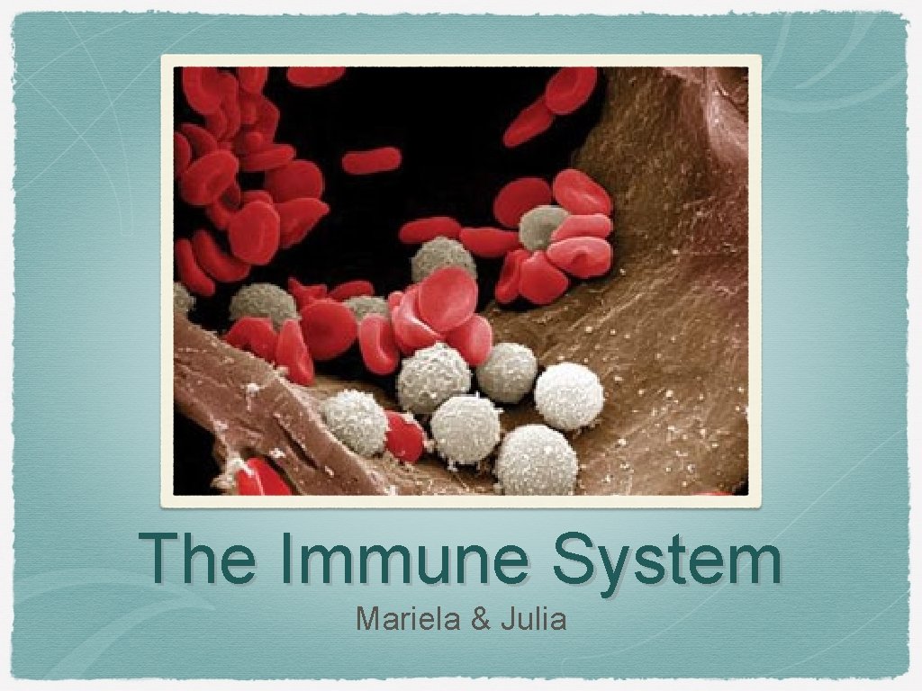 The Immune System Mariela & Julia 