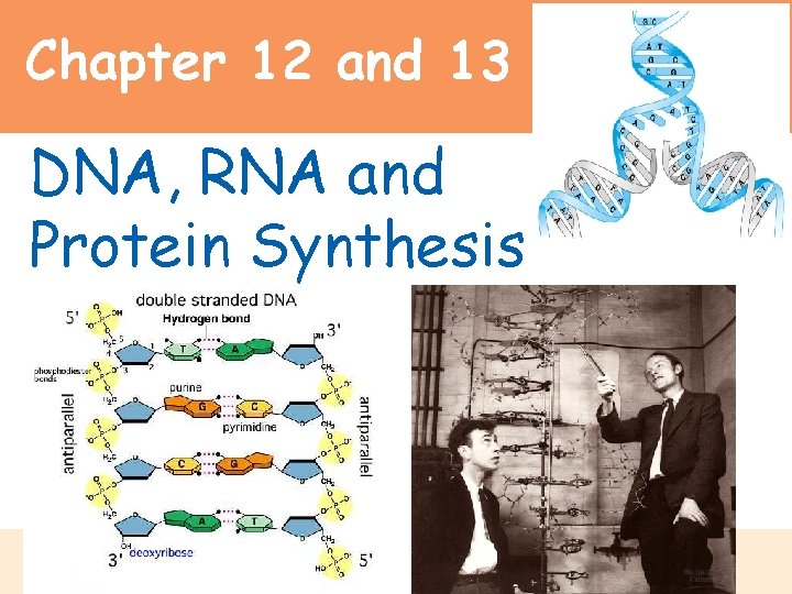 Chapter 12 and 13 DNA, RNA and Protein Synthesis Power. Point Lectures for Biology:
