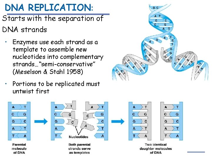 DNA REPLICATION: Starts with the separation of DNA strands • Enzymes use each strand