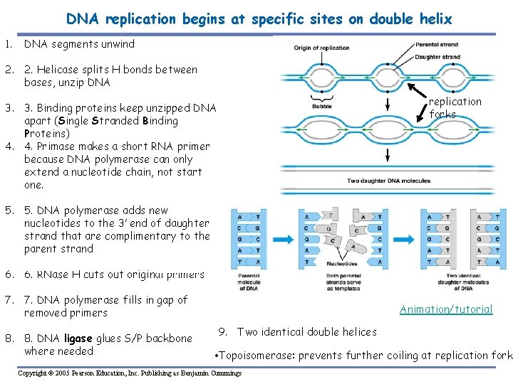 DNA replication begins at specific sites on double helix 1. DNA segments unwind 2.