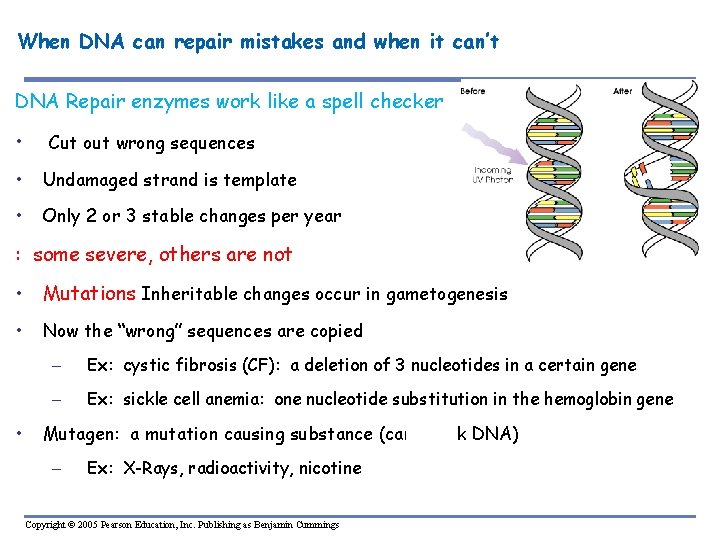 When DNA can repair mistakes and when it can’t DNA Repair enzymes work like