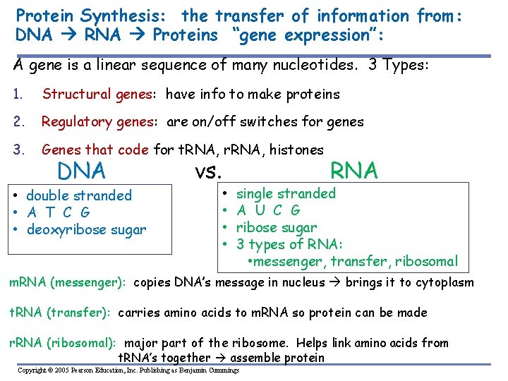 Protein Synthesis: the transfer of information from: DNA RNA Proteins “gene expression”: A gene