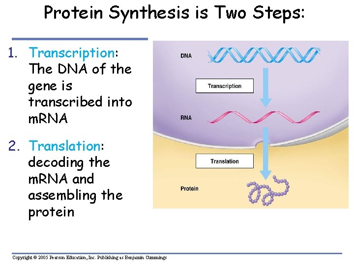 Protein Synthesis is Two Steps: 1. Transcription: The DNA of the gene is transcribed