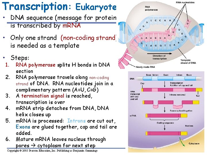 Transcription: Eukaryote • DNA sequence (message for protein) is transcribed by m. RNA •
