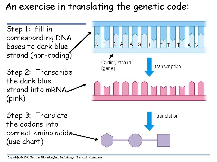 An exercise in translating the genetic code: Step 1: fill in corresponding DNA bases