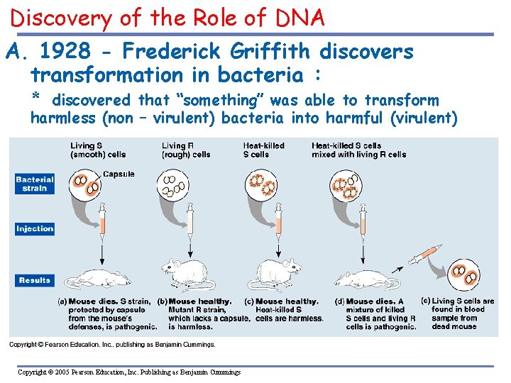 Discovery of the Role of DNA A. 1928 - Frederick Griffith discovers transformation in