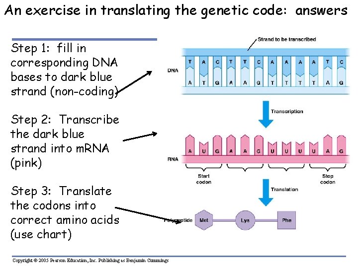 An exercise in translating the genetic code: answers Step 1: fill in corresponding DNA