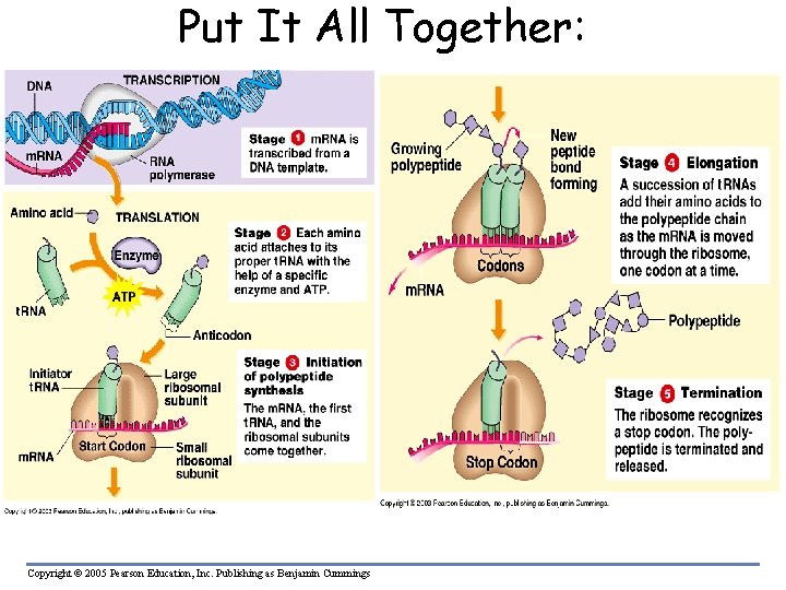 Put It All Together: Copyright © 2005 Pearson Education, Inc. Publishing as Benjamin Cummings