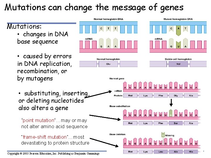 Mutations can change the message of genes Mutations: • changes in DNA base sequence