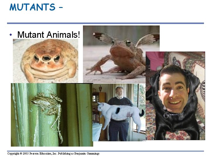 MUTANTS – • Mutant Animals! Copyright © 2005 Pearson Education, Inc. Publishing as Benjamin