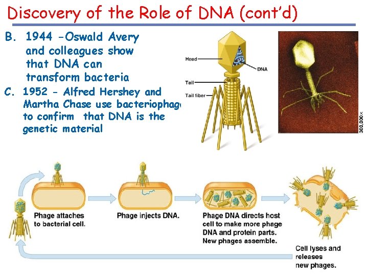 Discovery of the Role of DNA (cont’d) B. 1944 -Oswald Avery and colleagues show