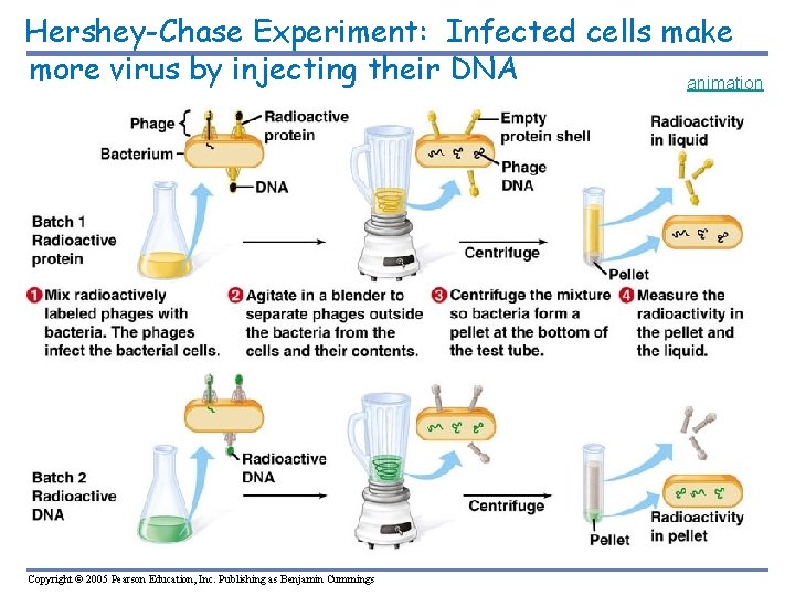 Hershey-Chase Experiment: Infected cells make more virus by injecting their DNA animation 1 Copyright