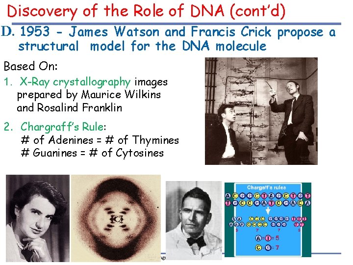 Discovery of the Role of DNA (cont’d) D. 1953 - James Watson and Francis
