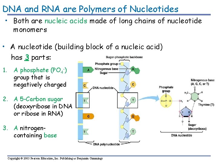 DNA and RNA are Polymers of Nucleotides • Both are nucleic acids made of