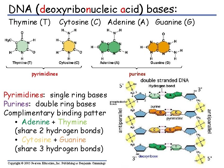DNA (deoxyribonucleic acid) bases: Thymine (T) Cytosine (C) Adenine (A) Guanine (G) pyrimidines Pyrimidines: