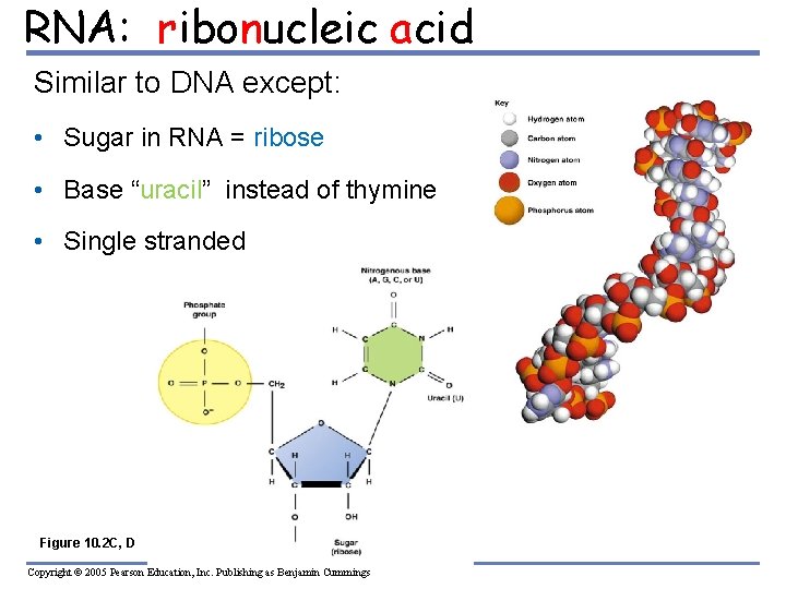 RNA: ribonucleic acid Similar to DNA except: • Sugar in RNA = ribose •