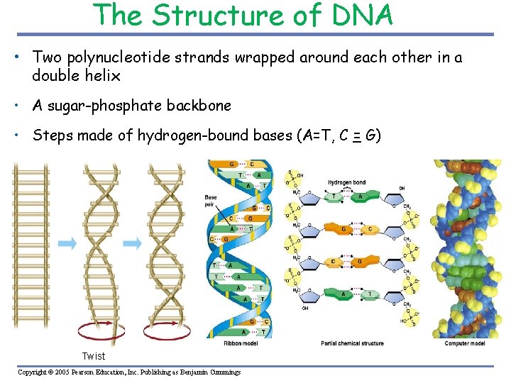 The Structure of DNA • Two polynucleotide strands wrapped around each other in a