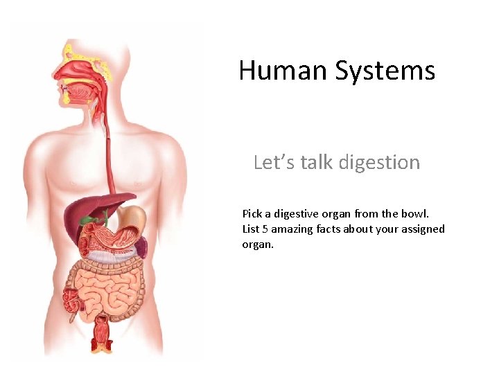 Human Systems Let’s talk digestion Pick a digestive organ from the bowl. List 5