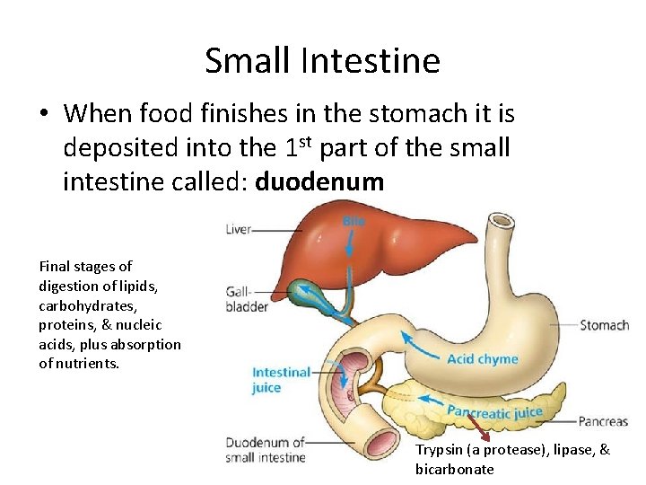 Small Intestine • When food finishes in the stomach it is deposited into the