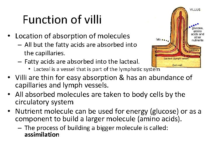 Function of villi • Location of absorption of molecules – All but the fatty