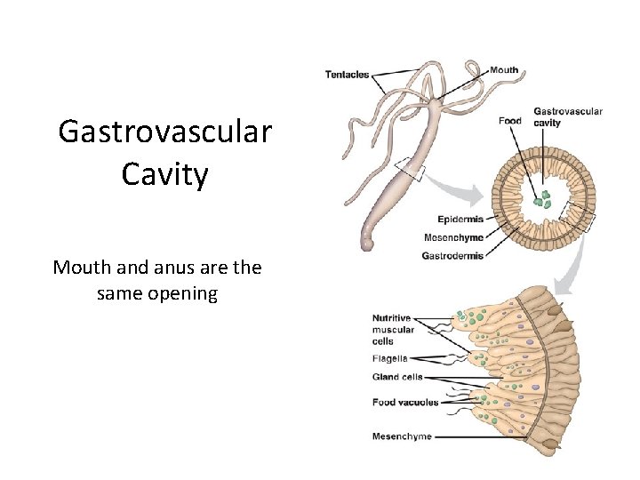 Gastrovascular Cavity Mouth and anus are the same opening 