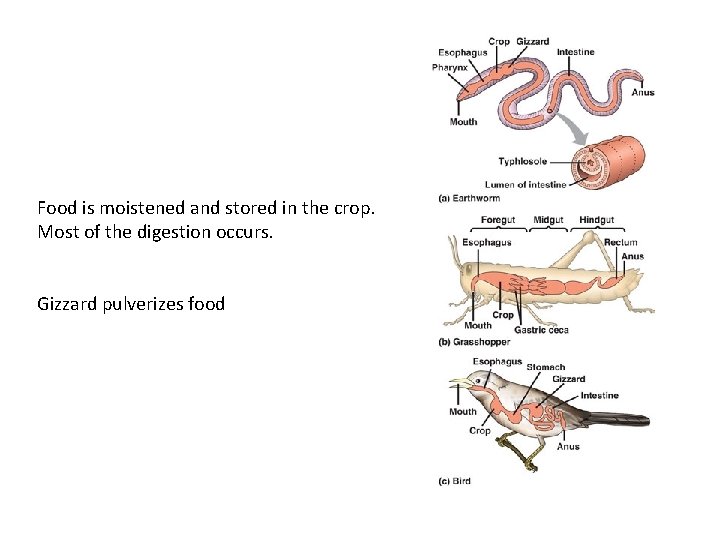 Food is moistened and stored in the crop. Most of the digestion occurs. Gizzard