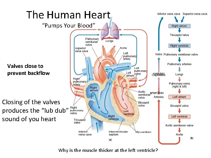 The Human Heart “Pumps Your Blood” Valves close to prevent backflow venules arterioles Closing
