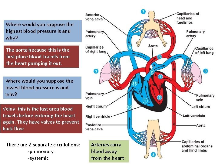 Where would you suppose the highest blood pressure is and why? The aorta because