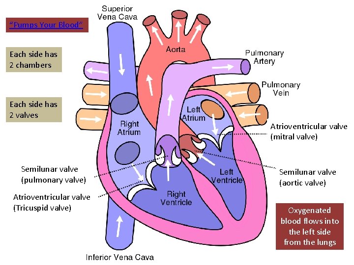 “Pumps Your Blood” Each side has 2 chambers Each side has 2 valves Atrioventricular