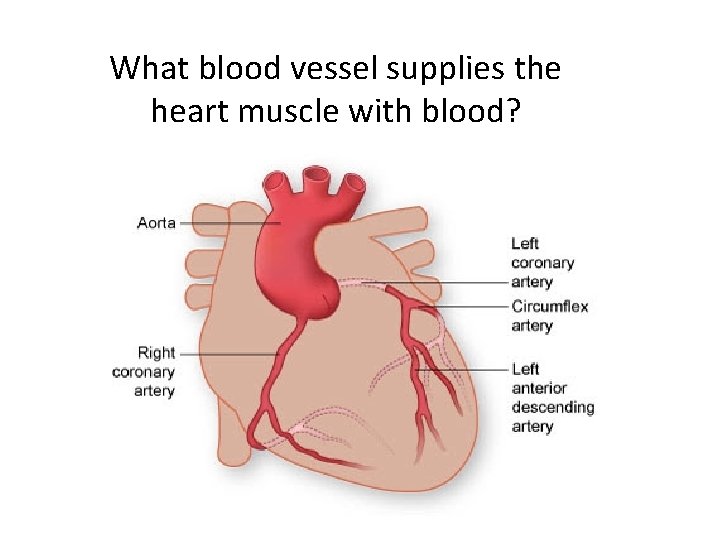 What blood vessel supplies the heart muscle with blood? 