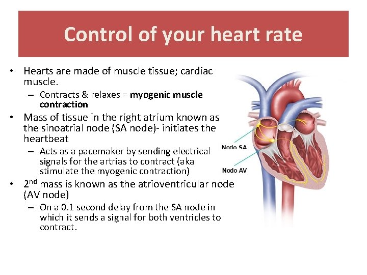 Control of your heart rate • Hearts are made of muscle tissue; cardiac muscle.