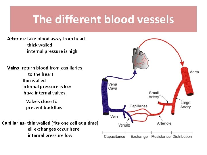 The different blood vessels Arteries- take blood away from heart thick walled internal pressure