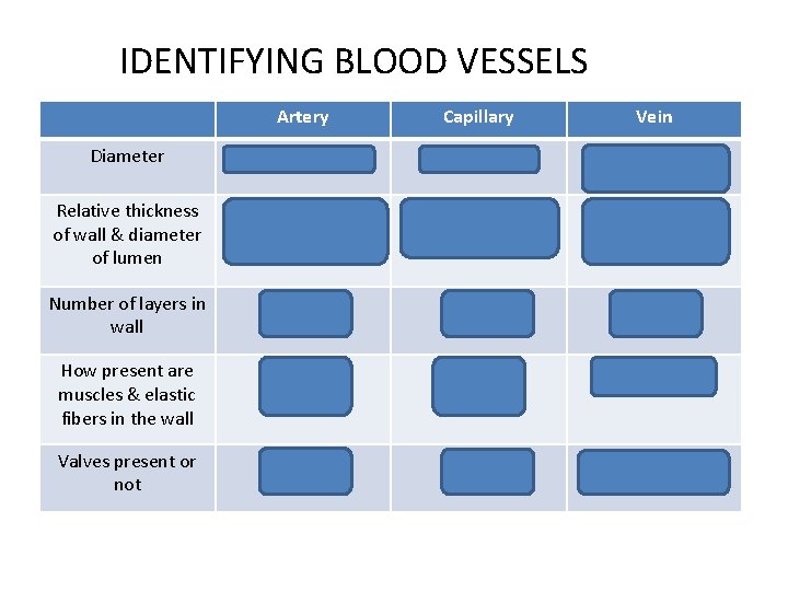 IDENTIFYING BLOOD VESSELS Diameter Artery Capillary Vein Larger than 10µm Around 10µm Variable but